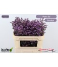 Limonium Piuma sky