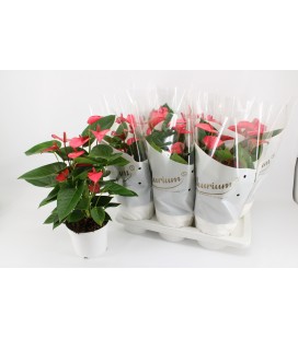Anthurium pink champion Ø 17 h 60
