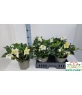 Hellebore Happy day pot de 19