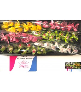 Cymbidium mix 80 cm