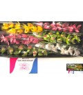 Cymbidium mix 80 cm