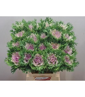 Choux Crane King 55 cm