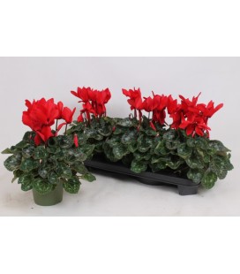 Cyclamen Mammoth Ø 13 rouge