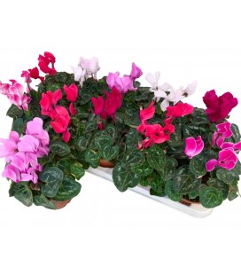 Cyclamen mini Sup allu pot 11