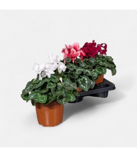Cyclamen Curly pot de 17 