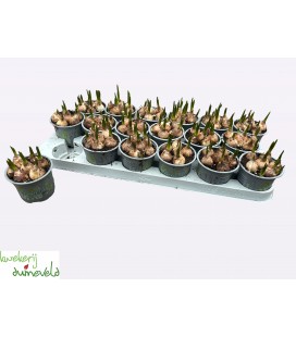 Muscari White Magic pot de 09