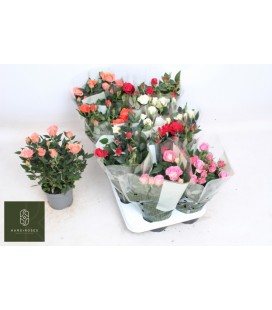 Rosier Kordana mix 10.5