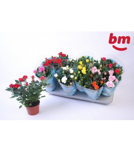 Rosiers mix Monde pot de 10.50  cm