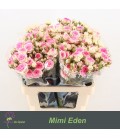 Rose Branchue Mimi Eden 60 Cm