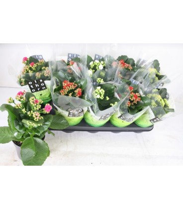 Kalanchoe pot de 12.5