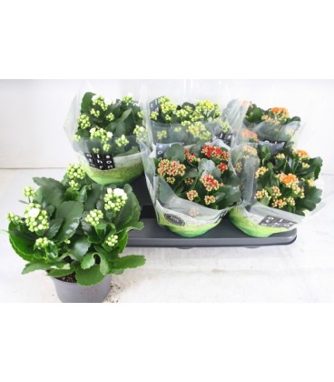 Kalanchoe pot de 15