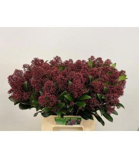 Skimmia Rubella (la botte)