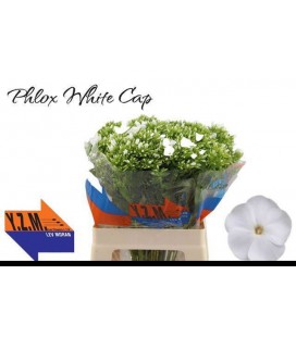 Phlox Whitecap 60 cm