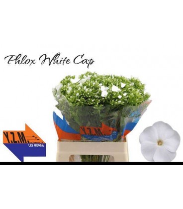 Phlox Whitecap 60 cm