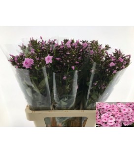 Phlox Sweet Lexy 65 cm