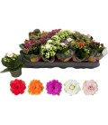 Kalanchoe pot de 06