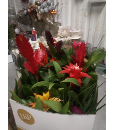 Bromelia Mix Pot de 10.5