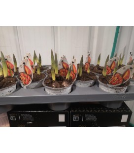 Tulipe Flair Ø 10.5