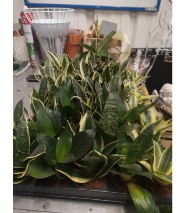 Sanseveria Ø 06 h 20