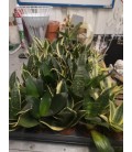 Sanseveria Ø 06 h 20