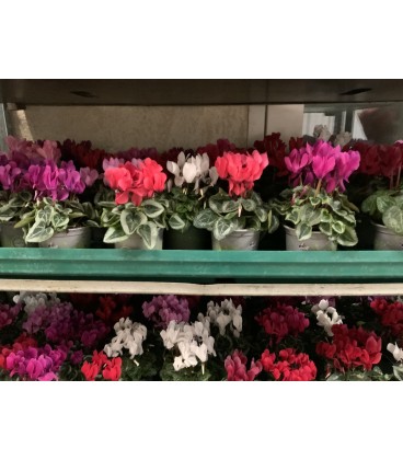 Cyclamen mini Ø10 FR