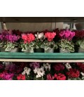 Cyclamen mini Ø10 FR