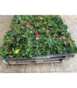 Primevere Acaulis Ø10 FR