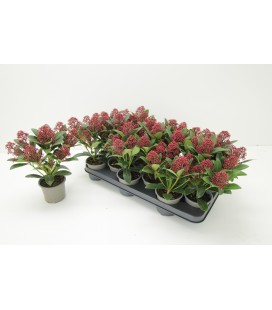 Skimmia pot de 10.50 H30 cm