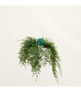 Selaginelle suspension Ø 23