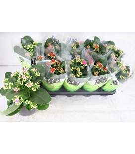Kalanchoe mix  Ø12