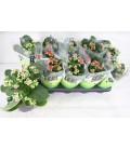 Kalanchoe mix  Ø12