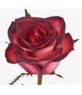 Rose Tzar 60 cm