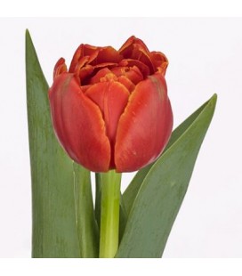 Tulipe Du Terminator