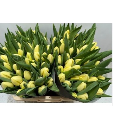 Tulipe Dou Creme Brulee 