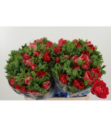 Anemone Carill Rouge 