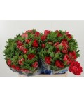 Anemone Carill Rouge 