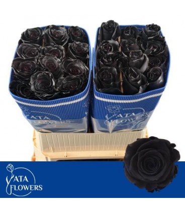 Rose teinté Noir 70 cm x 25