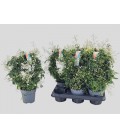 Jasmin polyanthum pot de 12 h 40