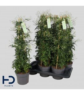 Jasmin polyanthum pot de17 h 70