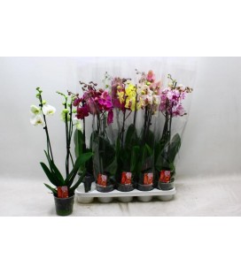 Phalaeno mix Ø 12 70 cm 2 b