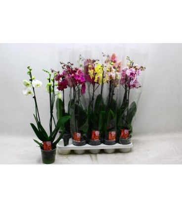 Phalaeno mix Ø 12 70 cm 4 B