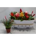 Bromelia mix Ø 12