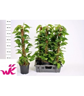 Pothos Tuteur pot de 19 H 90