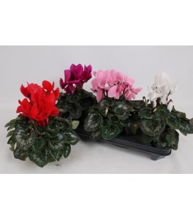 Cyclamen Mammoth Ø 13