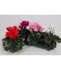Cyclamen Mammoth Ø 13