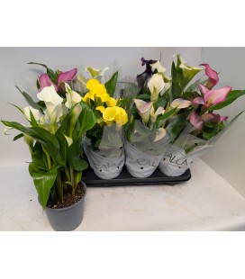 Calla mix pot de 14 h 40