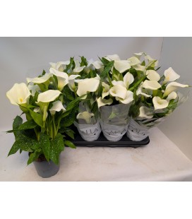 Calla Fresco Ø 14