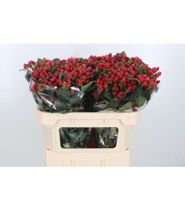 Hypericum Mag triumph 70 cm