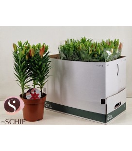 Lys Matrix pot de 19 h 50