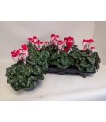Cyclamen rouge Ø 12